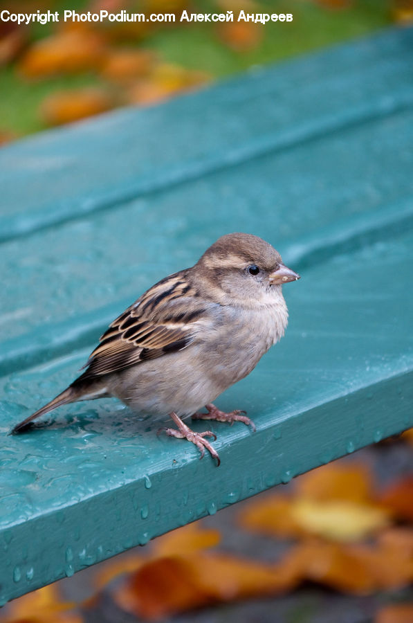 Bird, Sparrow, Finch, Anthus