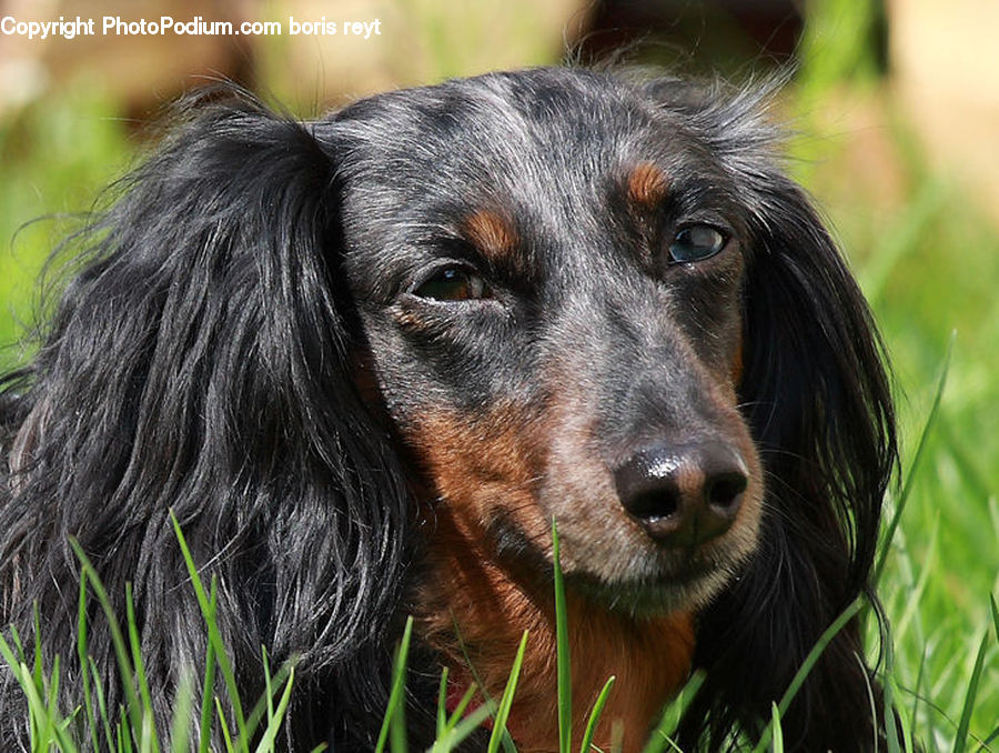Animal, Canine, Cocker Spaniel, Dog, Mammal, Pet, Spaniel