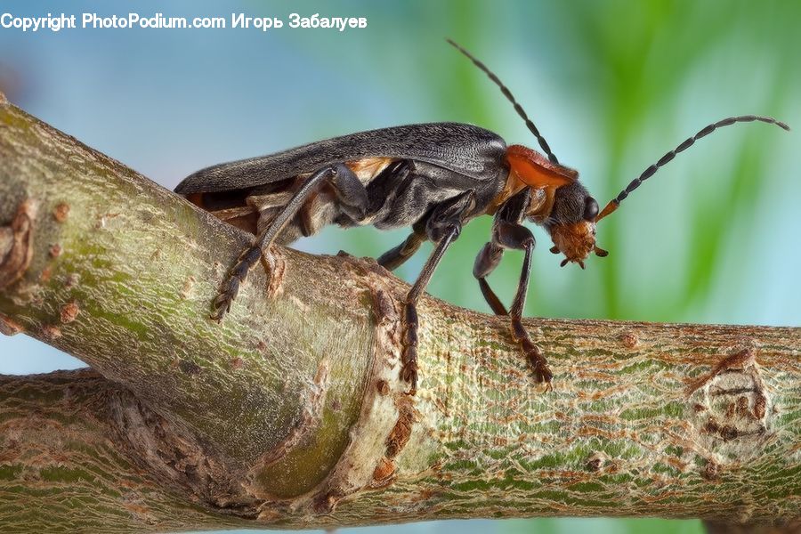 Insect, Invertebrate, Cricket Insect, Grasshopper, Bird, Robin, Asilidae