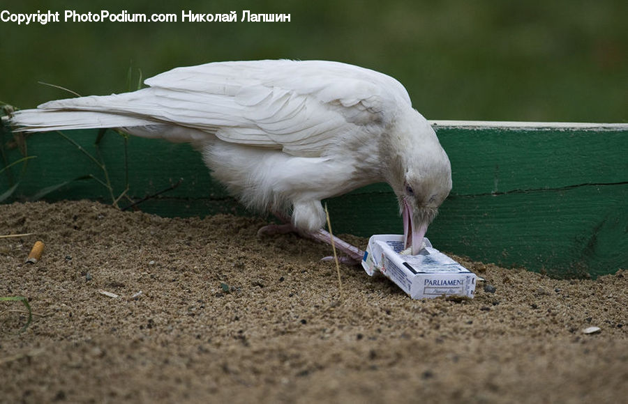 Bird, Crane Bird, Heron, Cockatoo, Parrot