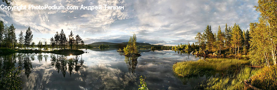Outdoors, Pond, Water, Lake, Conifer, Fir, Plant