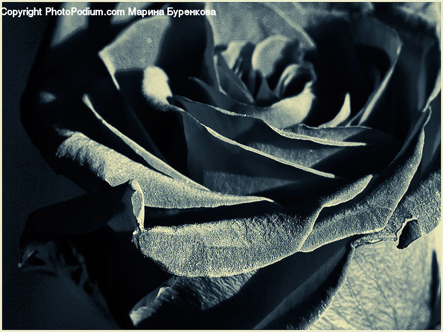 Art, Modern Art, Blossom, Carnation, Flower, Plant, Flower Arrangement