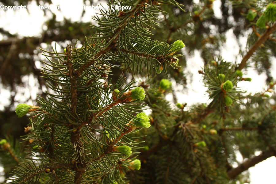 Conifer, Fir, Plant, Tree, Pine, Spruce, Forest