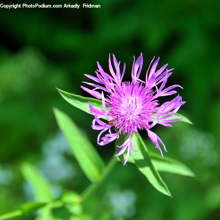 Blossom, Flora, Flower, Plant, Asteraceae, Dahlia, Aster