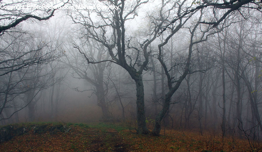 Fog, Mist, Outdoors, Landscape, Nature, Scenery, Forest