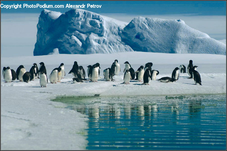 Bird, Penguin, King Penguin, Leisure Activities