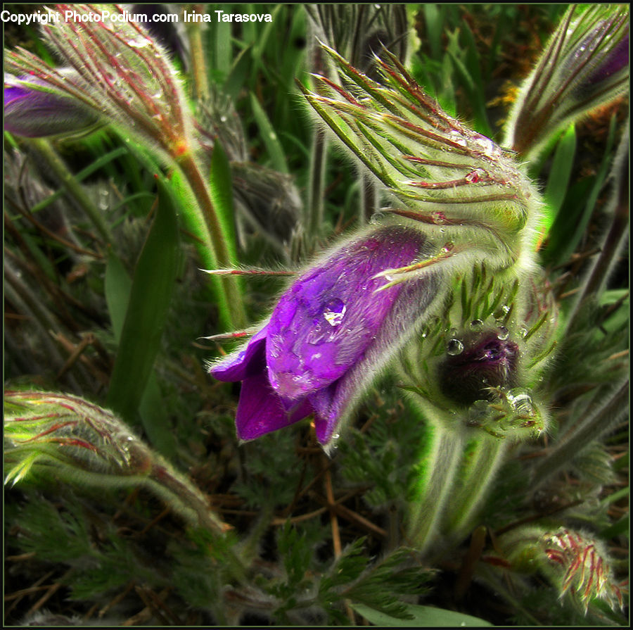 Blossom, Crocus, Flora, Flower, Plant, Geranium, Fern