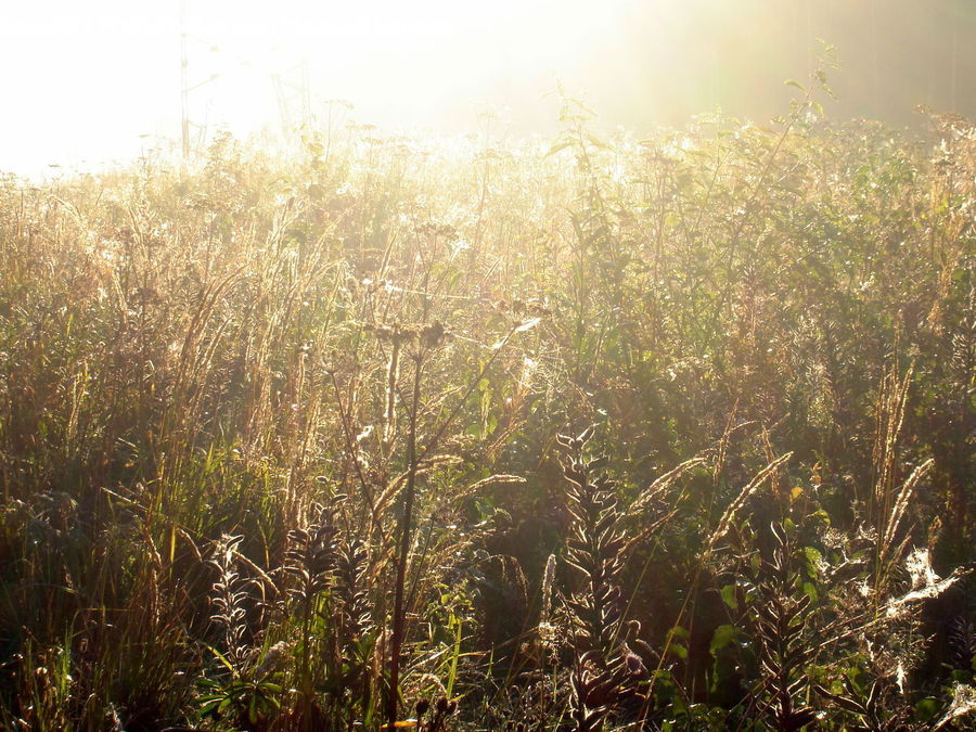 Field, Grass, Grassland, Plant, Forest, Jungle, Reed