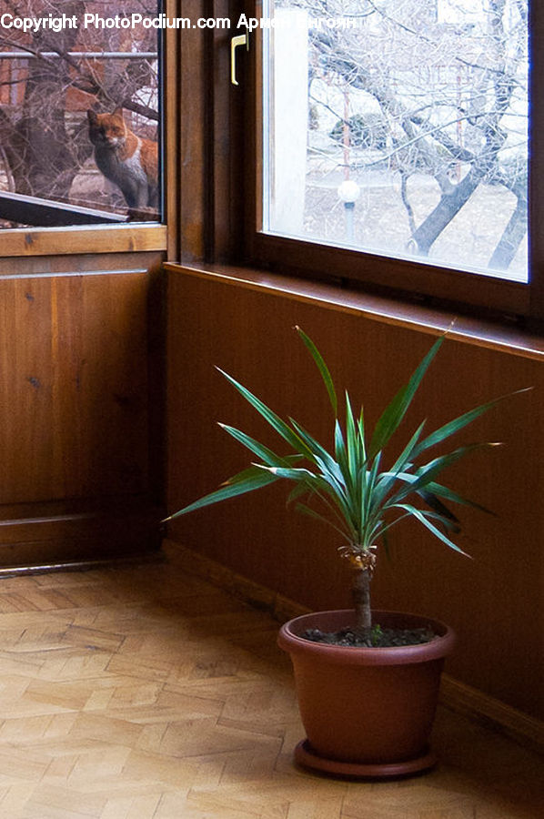 Plant, Potted Plant, Animal, Cat, Mammal, Pet, Pot