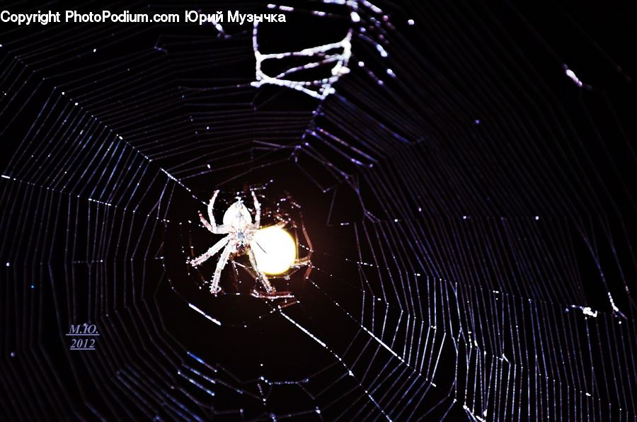 Arachnid, Garden Spider, Insect, Invertebrate, Spider