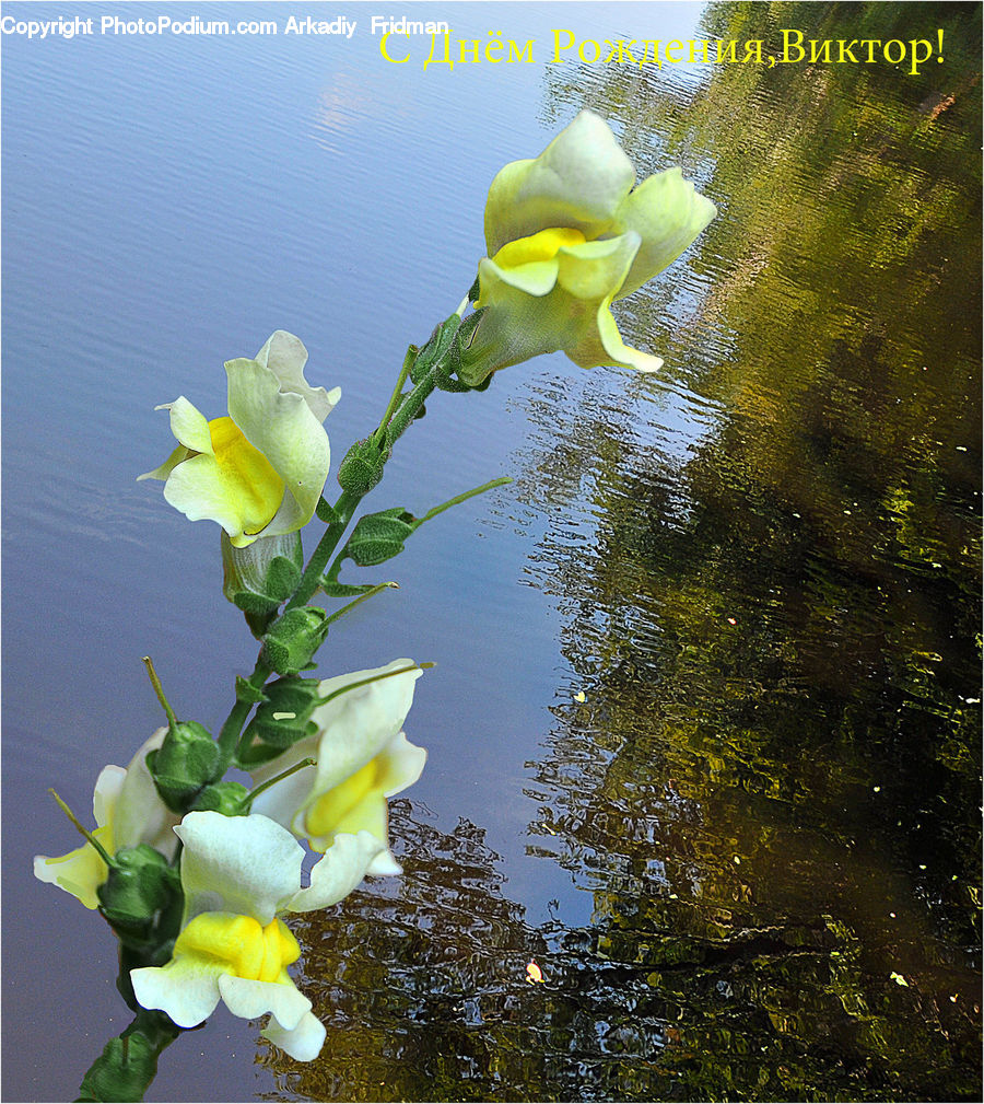 Floral Design, Flower, Flower Arrangement, Flower Bouquet, Ikebana, Blossom, Daffodil