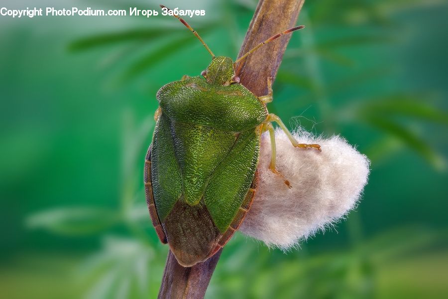 Cricket Insect, Grasshopper, Insect, Invertebrate, Butterfly, Moth, Blossom
