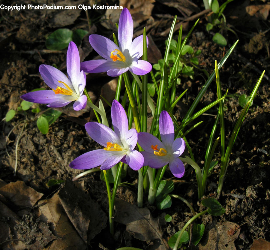 Blossom, Crocus, Flora, Flower, Plant, Soil, Ground