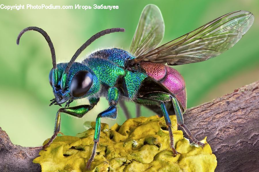 Insect, Invertebrate, Anisoptera, Dragonfly, Bird, Peacock, Pheasant