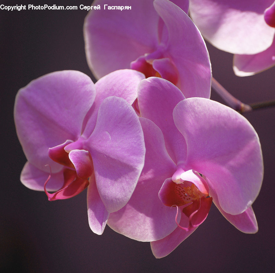 Blossom, Flora, Flower, Orchid, Plant, Geranium, Petal