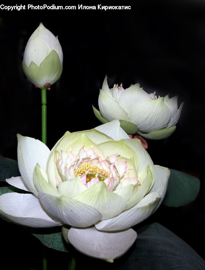 Blossom, Flower, Peony, Plant, Flora, Tulip, Petal