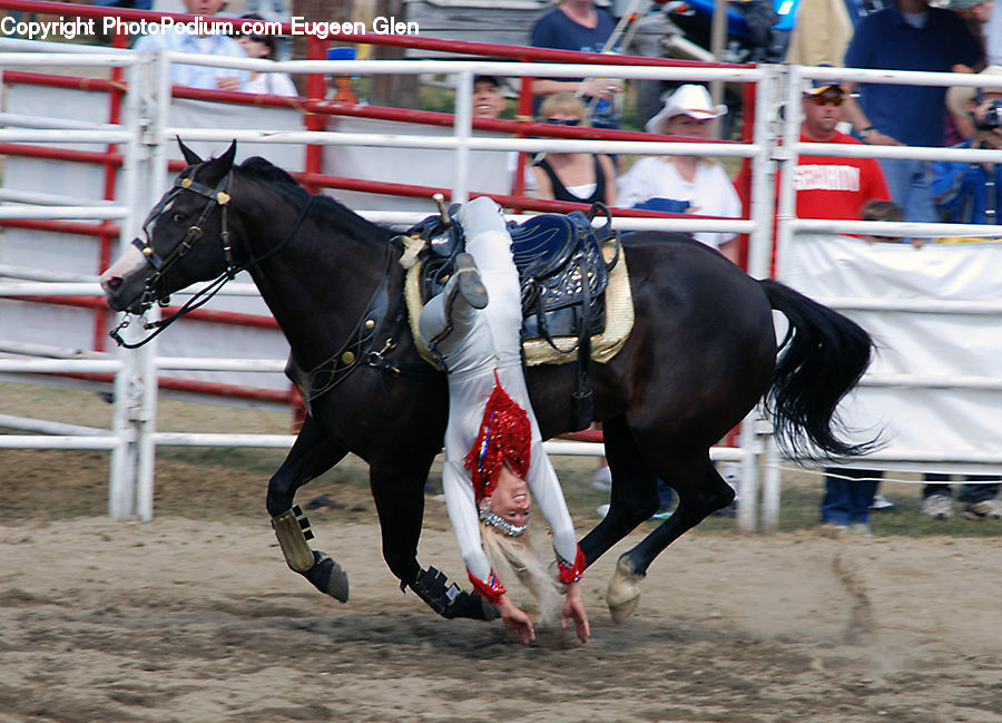 Animal, Equestrian, Horse, Person, Mammal, Stallion, Angus