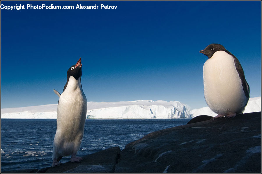Bird, Penguin, Arctic, Ice, Outdoors, Snow, Winter