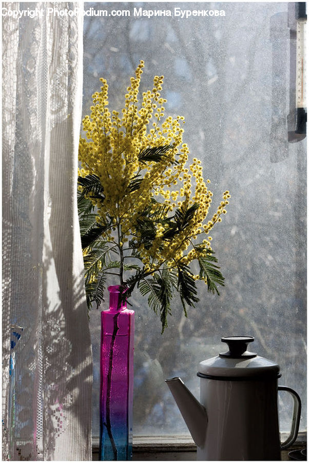 Plant, Potted Plant, Pot, Pottery, Jar, Porcelain, Vase
