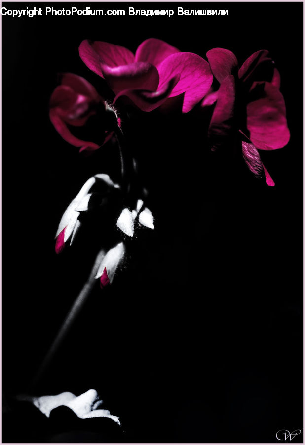 People, Person, Human, Blossom, Flora, Flower, Petal