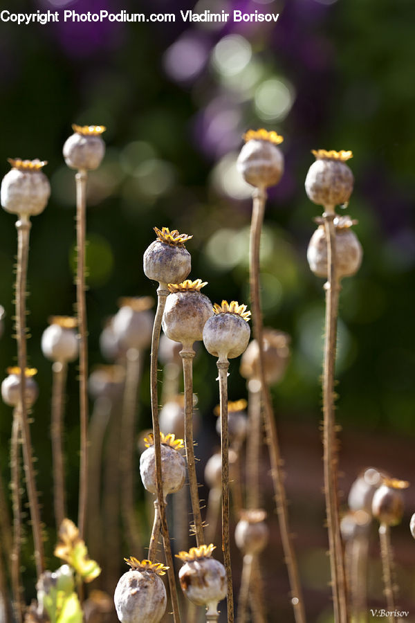 Lavender, Plant, Agaric, Amanita, Fungus, Mushroom, Bird