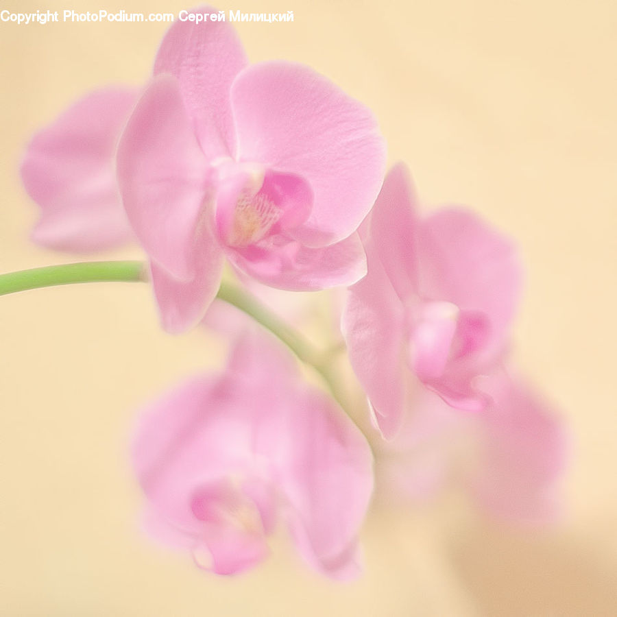 Blossom, Flora, Flower, Plant, Orchid, Geranium, Cherry Blossom