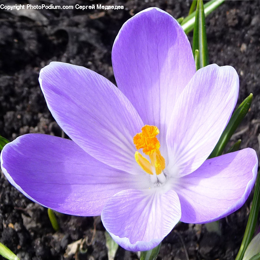 Blossom, Crocus, Flora, Flower, Plant, People, Person