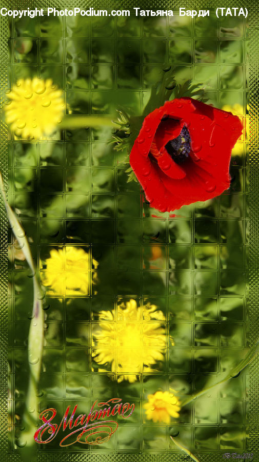 Blossom, Flora, Flower, Plant, Poppy, Cactus, Can