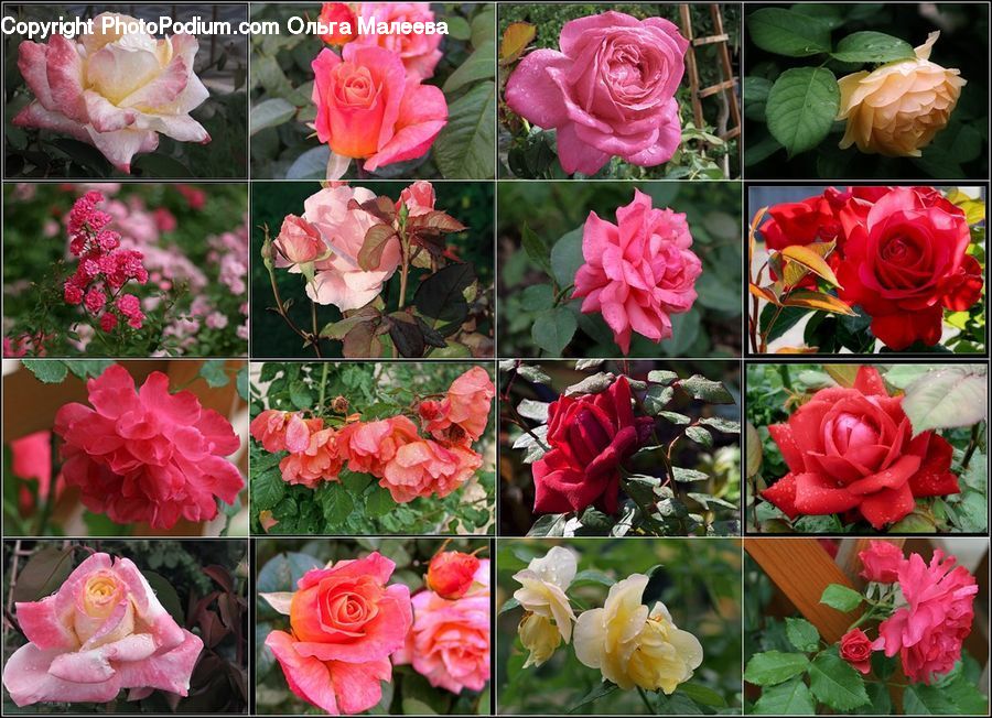 People, Person, Human, Blossom, Flower, Plant, Rose