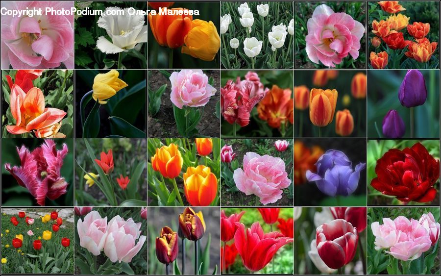 Blossom, Flora, Flower, Plant, Tulip, People, Person