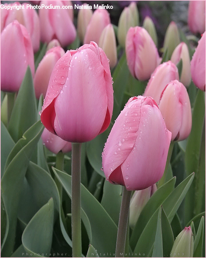 Blossom, Flora, Flower, Plant, Tulip, Vanilla, Cactus