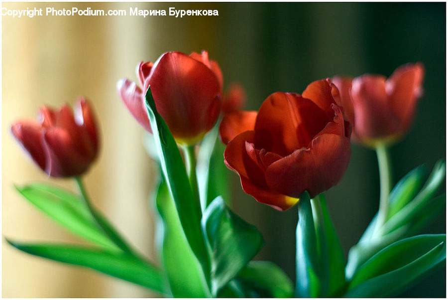 Blossom, Flora, Flower, Plant, Tulip, Lip, Mouth