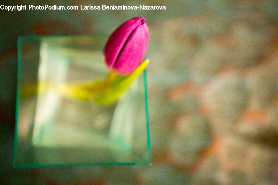 Bud, Plant, Blossom, Crocus, Flora, Flower