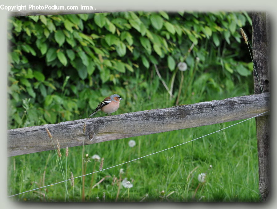 Bird, Sparrow, Finch, Jay, Herbal, Herbs, Plant
