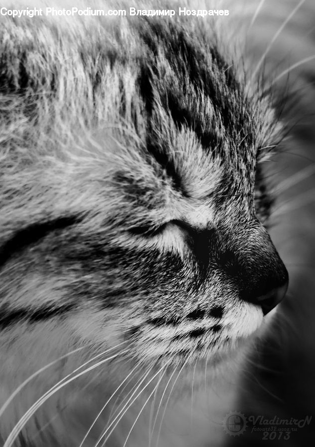 Animal