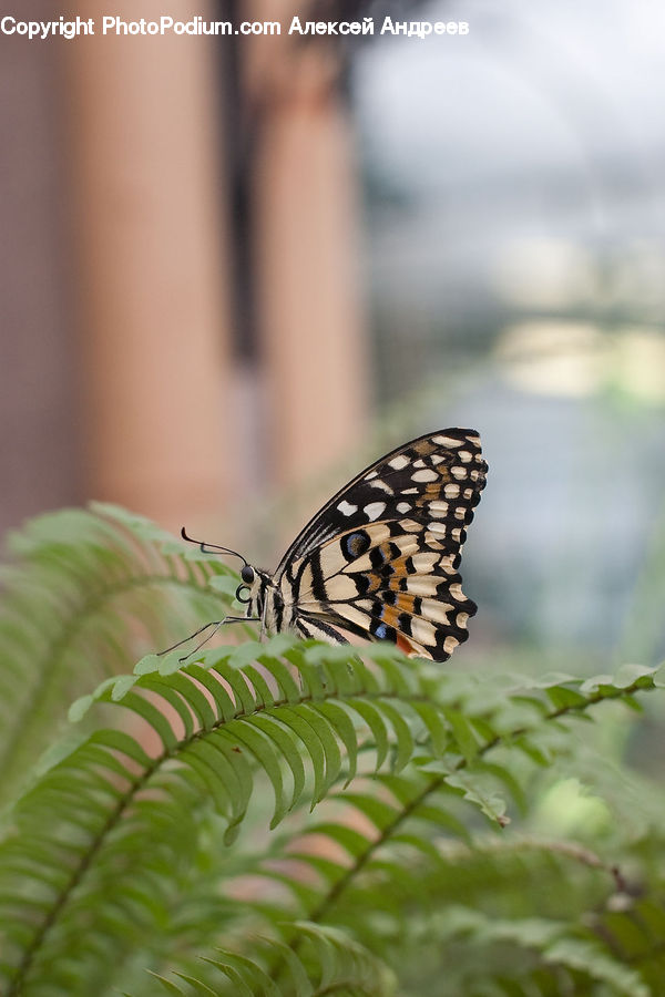 Butterfly, Insect, Invertebrate, Mosquito, Plant, Vegetation, Conifer