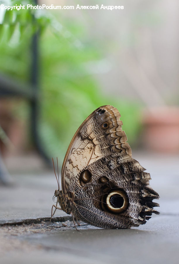 Butterfly, Insect, Invertebrate