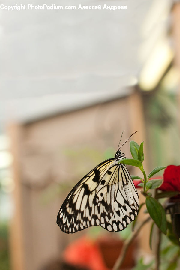 Butterfly, Insect, Invertebrate, Plant, Monarch, Blossom, Flora