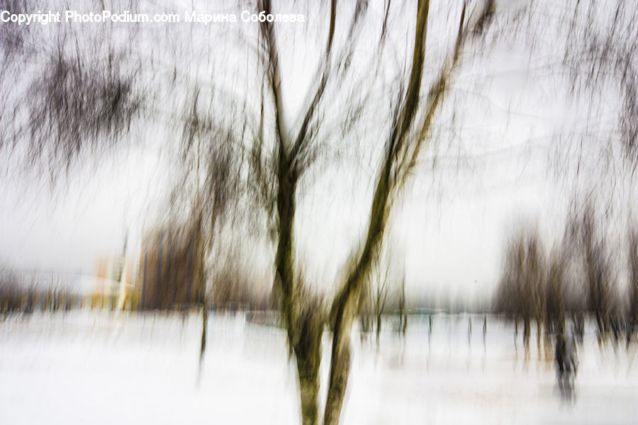 Plant, Tree, Willow, Grass, Reed, Field, Grassland