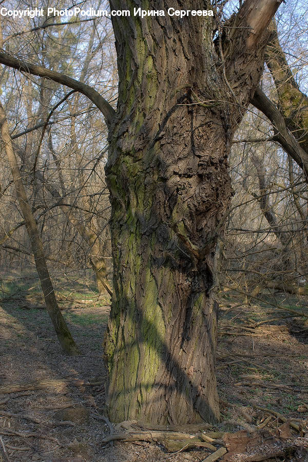 Oak, Tree, Wood, Birch, Sycamore, Tree Trunk, Plant