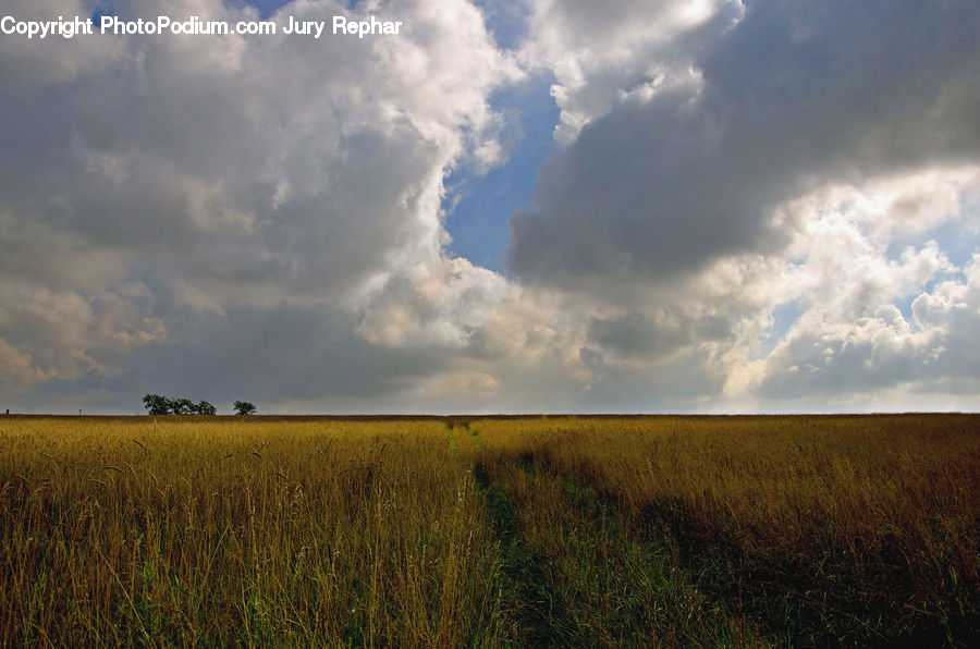 Field, Grass, Grassland, Land, Outdoors, Azure Sky, Cloud