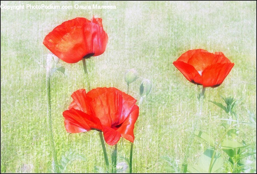 Blossom, Flora, Flower, Plant, Poppy, Dill, Herbal
