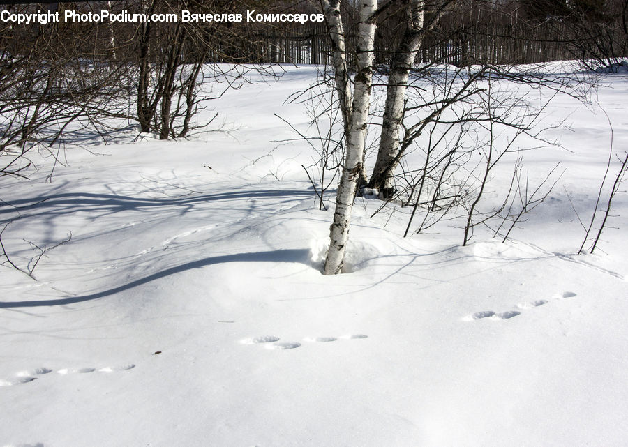 Birch, Tree, Wood, Ice, Outdoors, Snow, Forest
