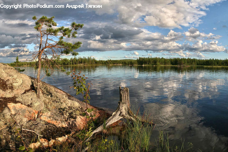 Tree Stump, Land, Marsh, Pond, Swamp, Water, Rock