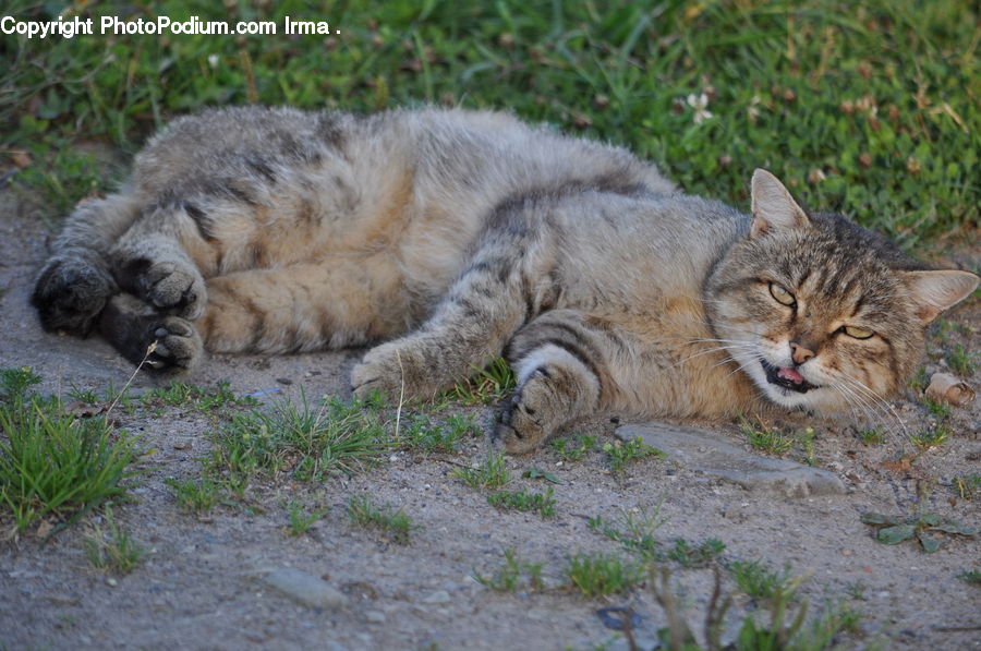 Animal, Cat, Mammal, Pet, Abyssinian, Adorable, Leisure Activities