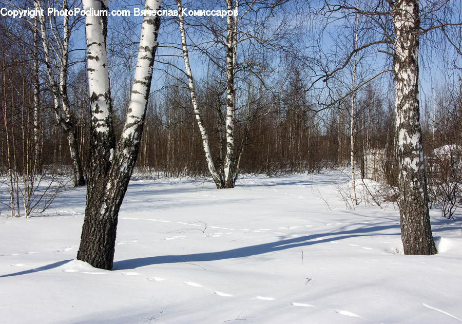 Birch, Tree, Wood, Forest, Vegetation, Grove, Land