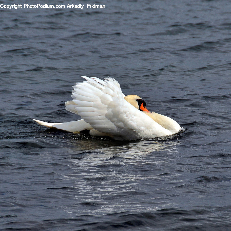 Bird, Swan, Waterfowl, Duck, Teal, Goose, Beak