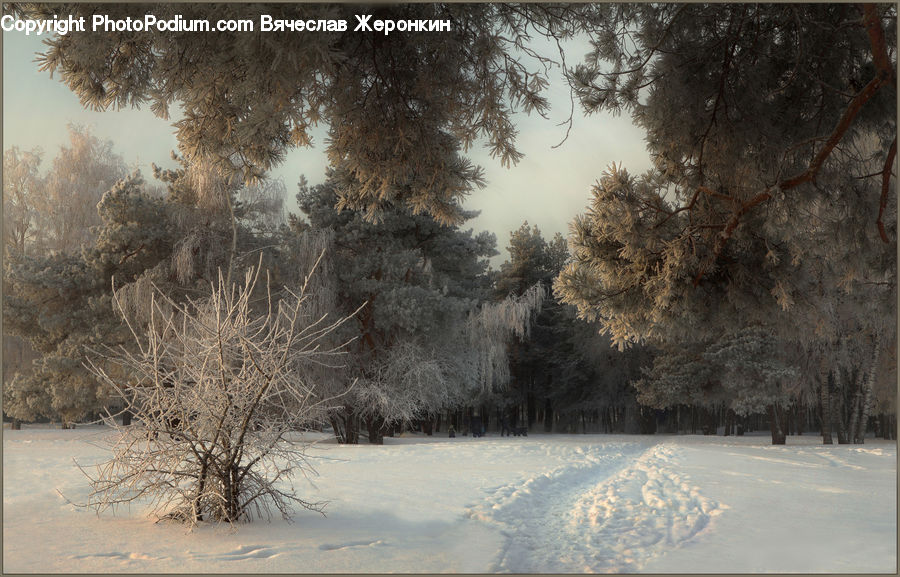 Frost, Ice, Outdoors, Snow, Landscape, Nature, Scenery