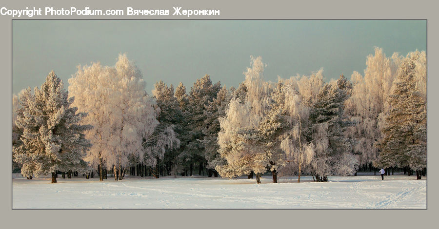 Frost, Ice, Outdoors, Snow, Conifer, Fir, Pine