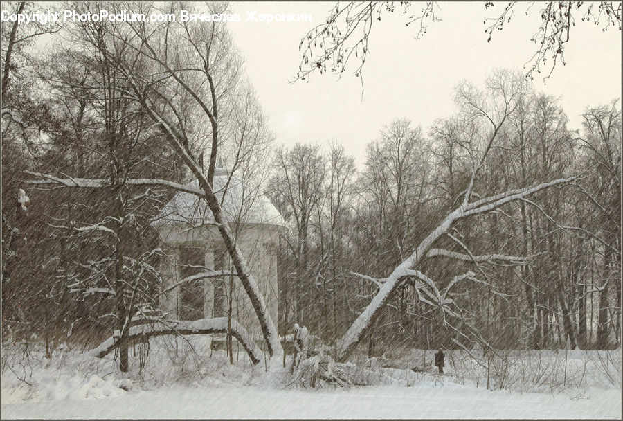 Ice, Outdoors, Snow, Forest, Vegetation, Plant, Tree